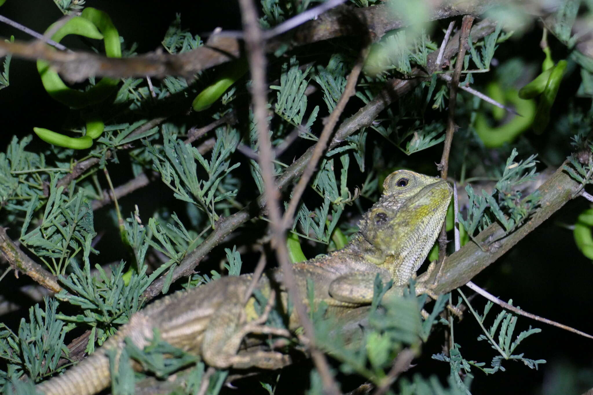 Acanthocercus gregorii (Günther 1894) resmi