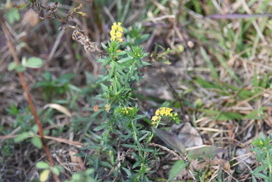 Image of Pineland Heliotrope