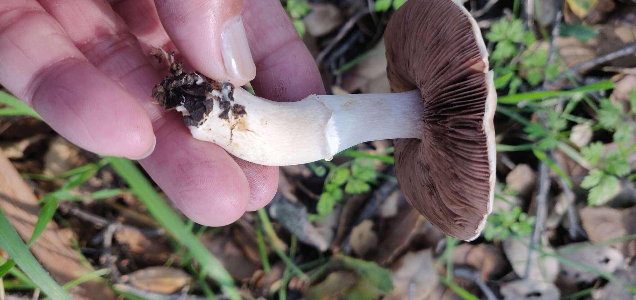 Image of Agaricus kerriganii L. A. Parra, B. Rodr., A. Caball., M. Martín-Calvo & Callac 2013