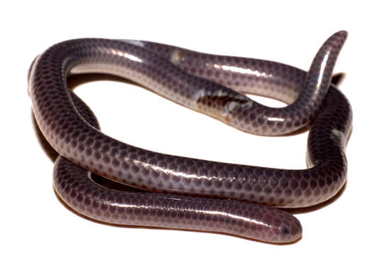 Image of Big-scaled Blind Snake