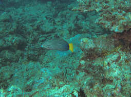 Image of Dotted Wrasse