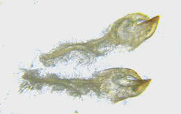 Image of Aprosthema melanurum