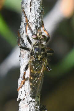 Image of Cyrtopogon glarealis Melander 1923