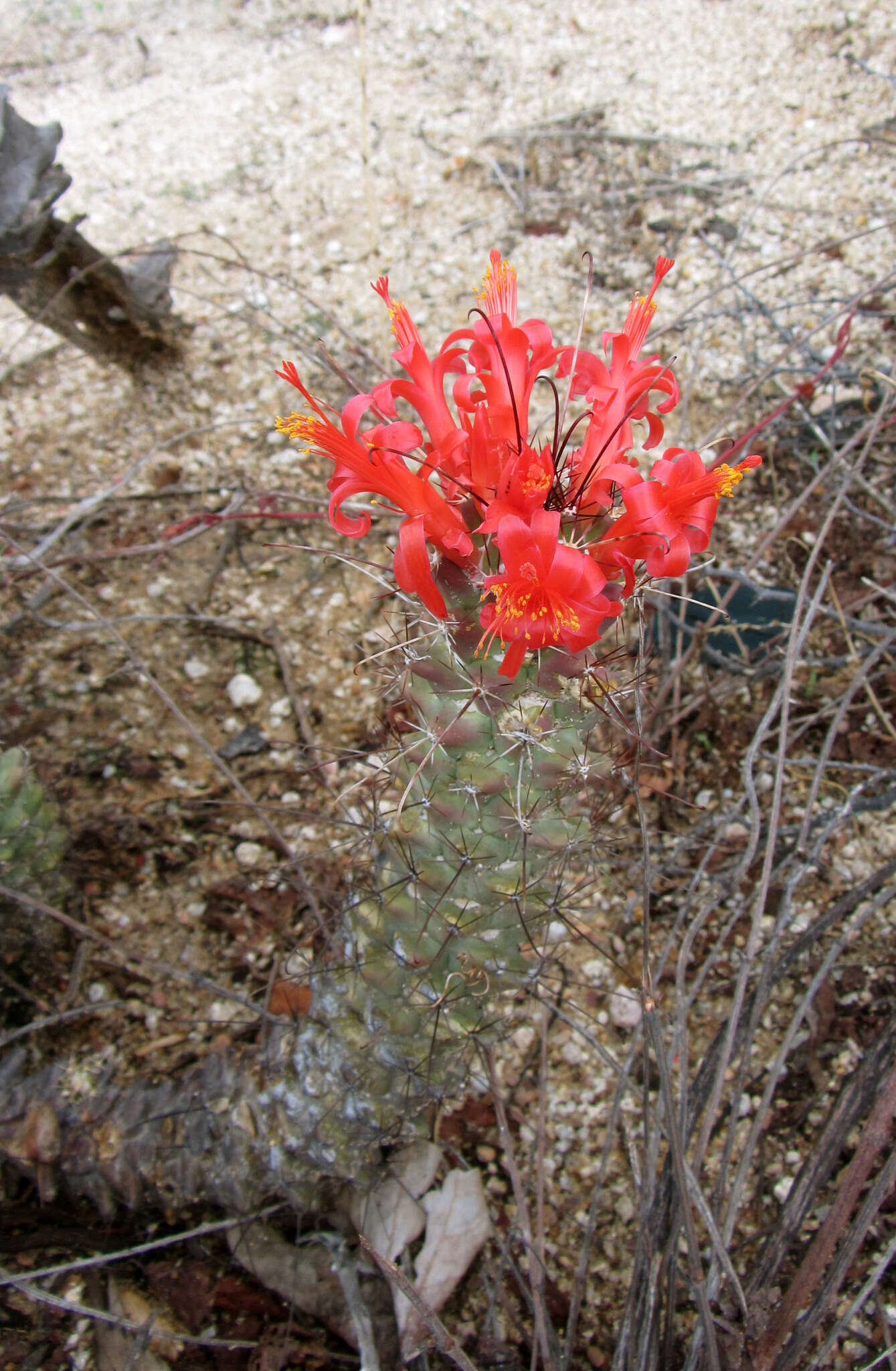 Imagem de Mammillaria poselgeri Hildm.