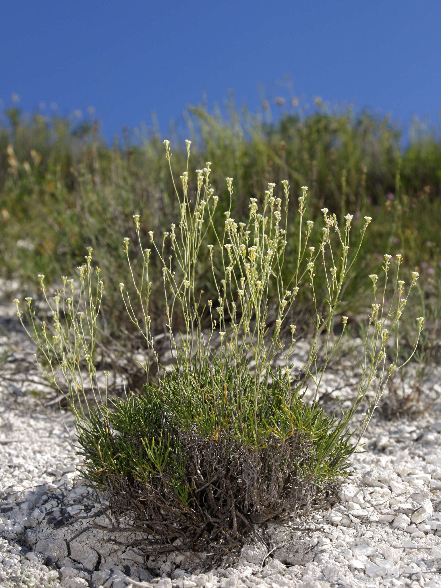 Image de Lepidium meyeri Claus