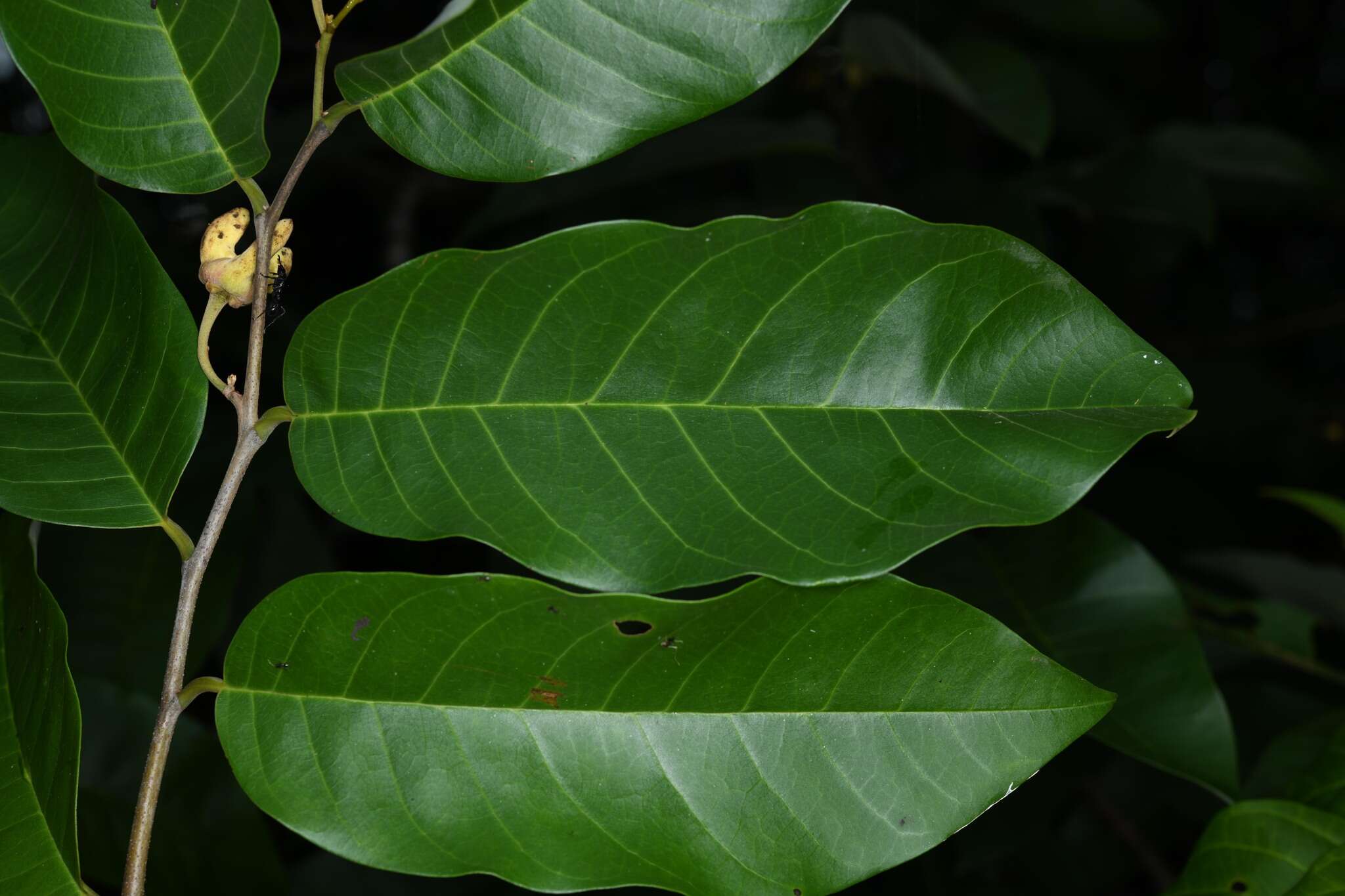 Image of Annona exsucca DC.