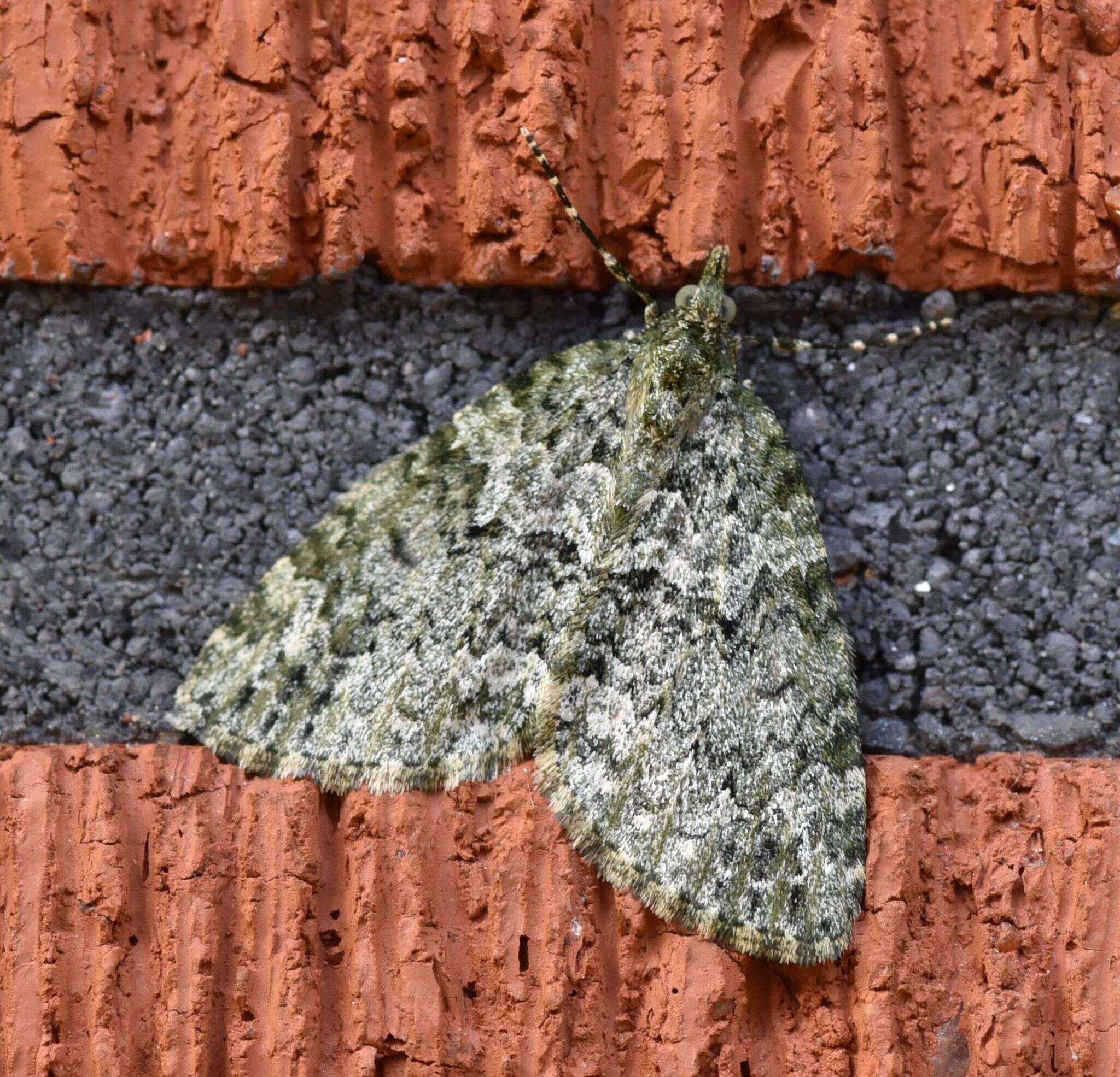 Слика од Chloroclysta miata Linnaeus 1758