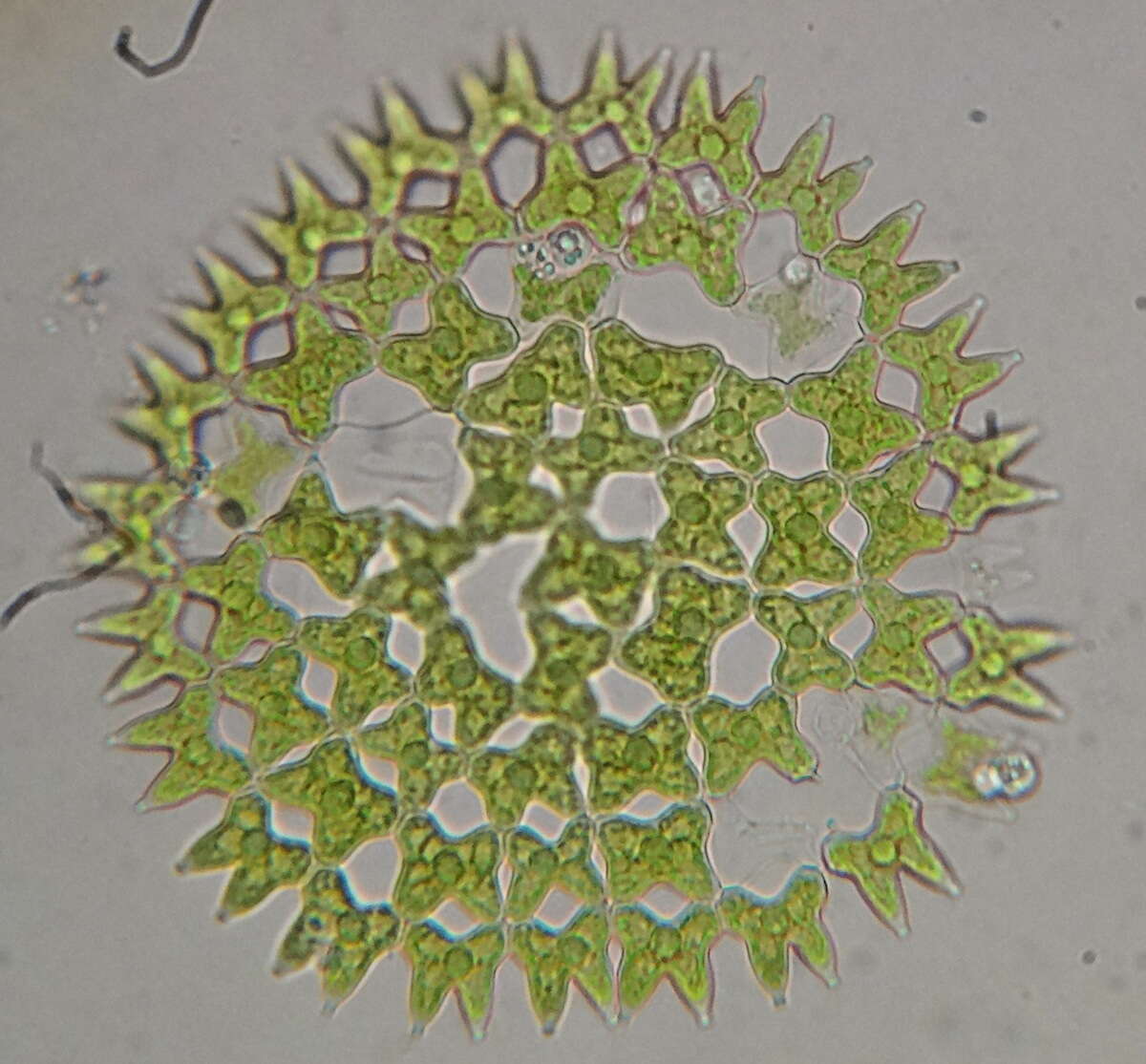 Image of Pediastrum duplex