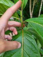 صورة Cordia rickseckeri Millsp.