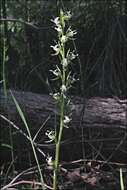 Image of Fragrant leek orchid