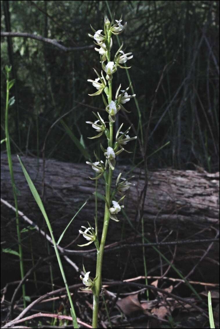 Image of Fragrant leek orchid