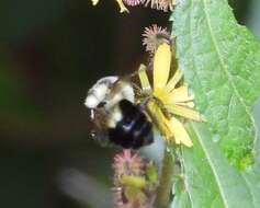 Слика од Bombus wilmattae Cockerell 1912