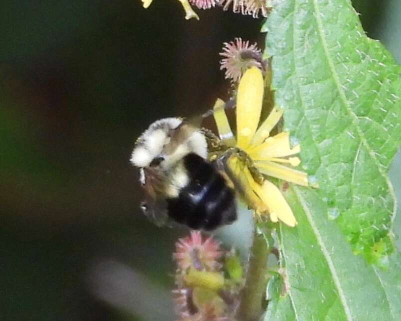 Image of Wilmatte's Bumble Bee