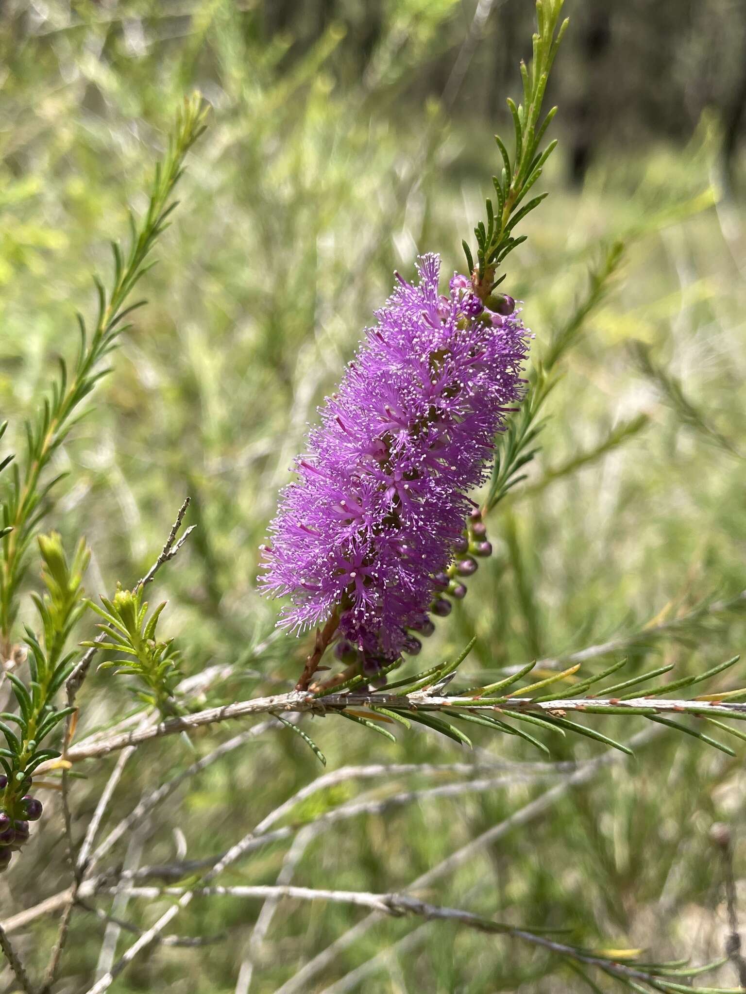 Image of Melaleuca diosmatifolia Dum.-Cours.