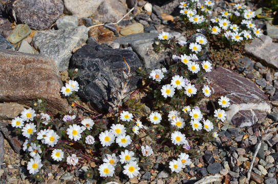 Imagem de Monoptilon bellioides (A. Gray) H. M. Hall