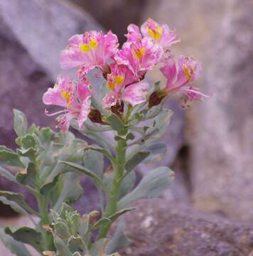 Image of Alstroemeria umbellata Meyen