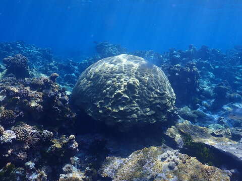 Image of Stony coral