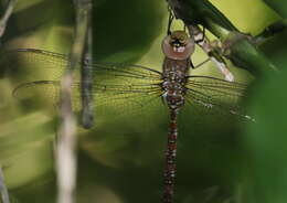 Image of Evening Hawker