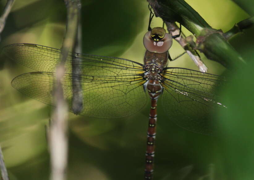 Image of Evening Hawker
