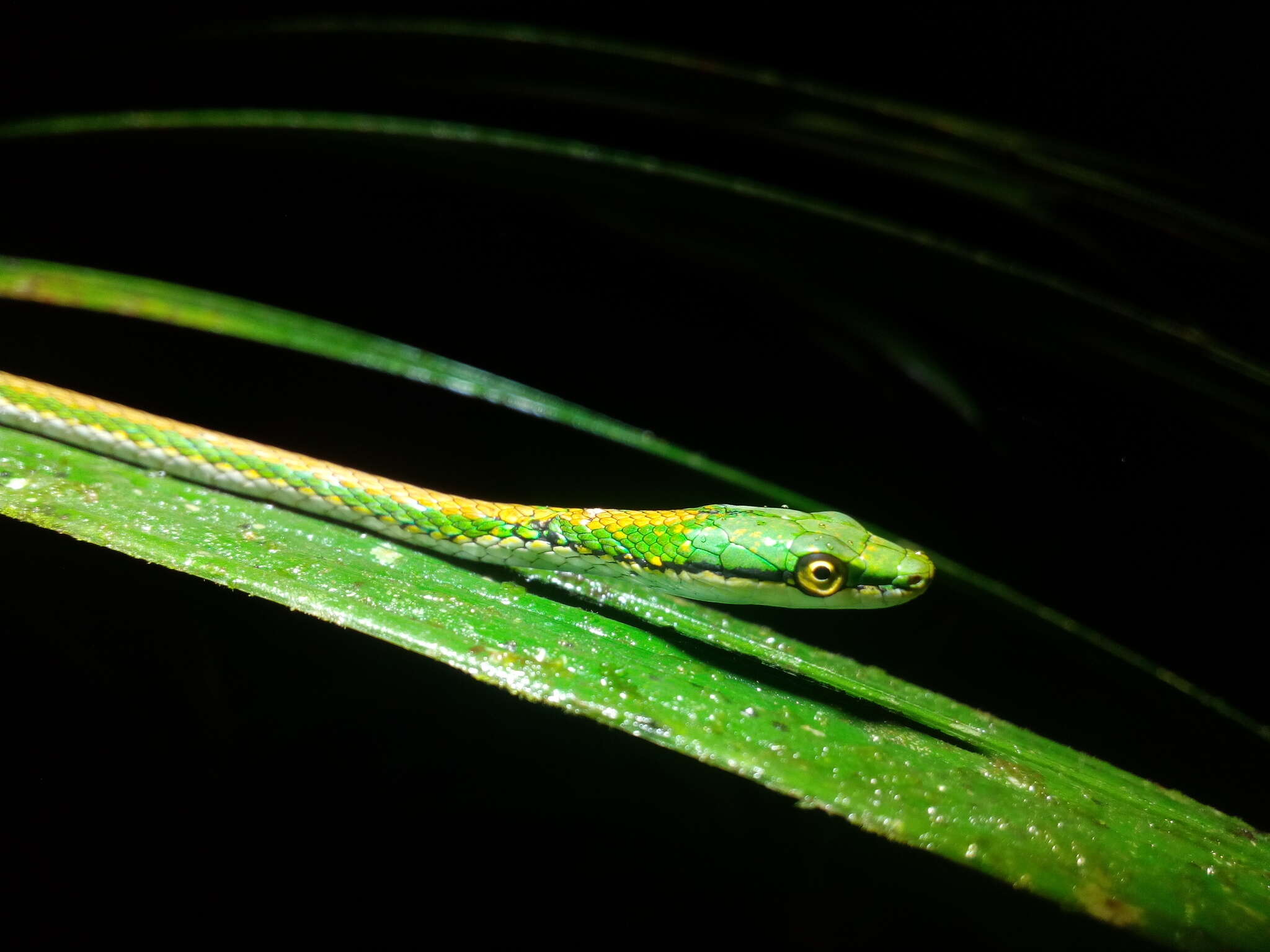 Image of Oliver's Parrot Snake