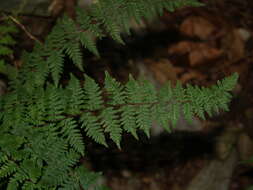 Myriopteris alabamensis (Buckley) Grusz & Windham resmi