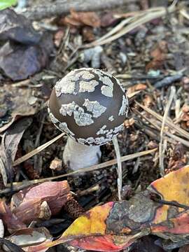 Plancia ëd Amanita morrisii Peck 1910