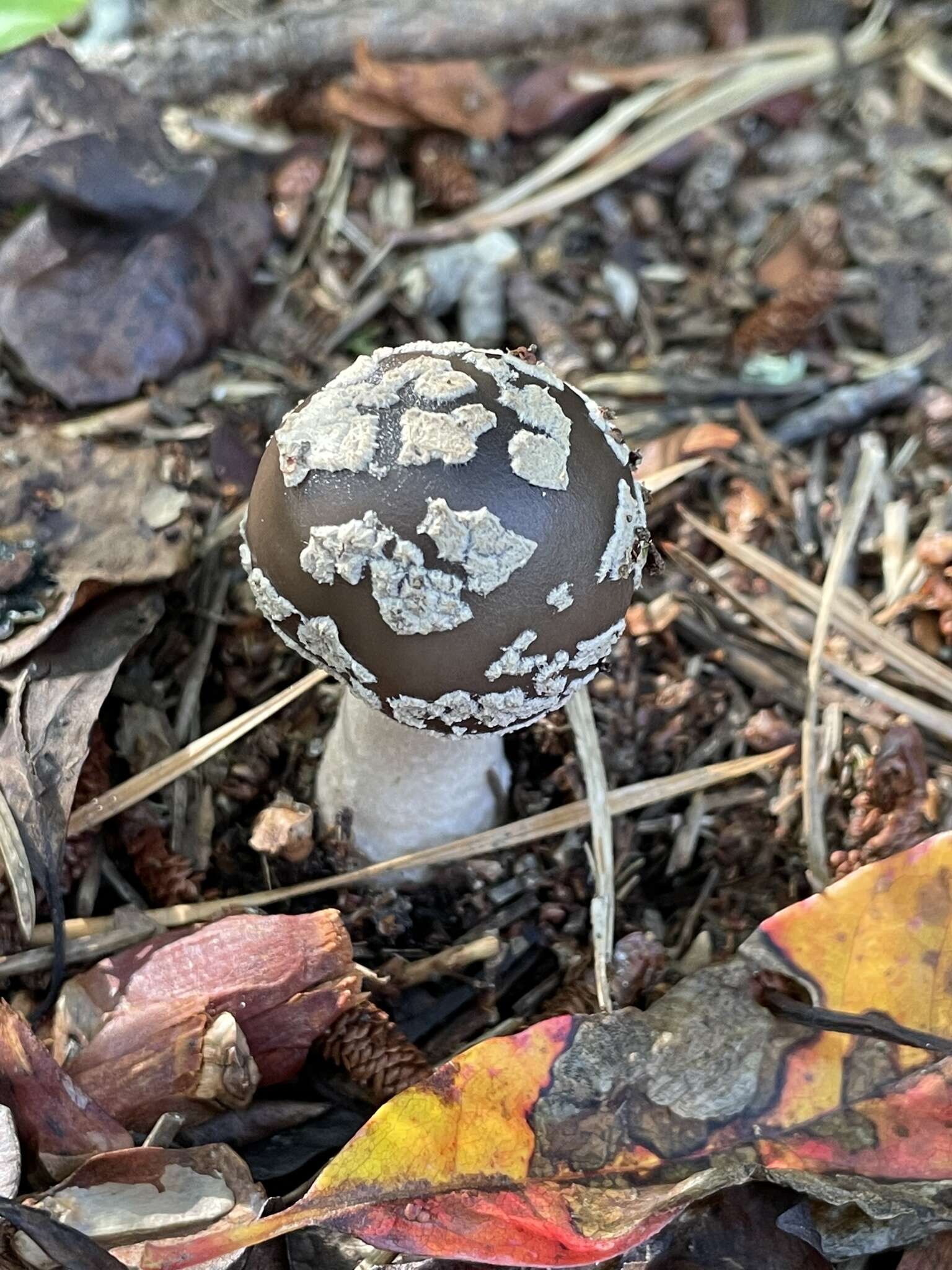 Image of Amanita morrisii Peck 1910