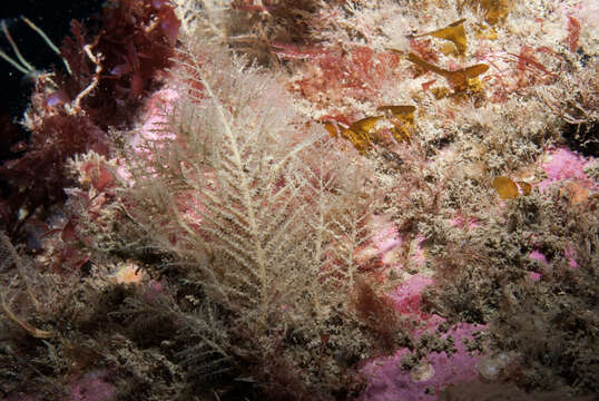 Image of herring-bone hydroid