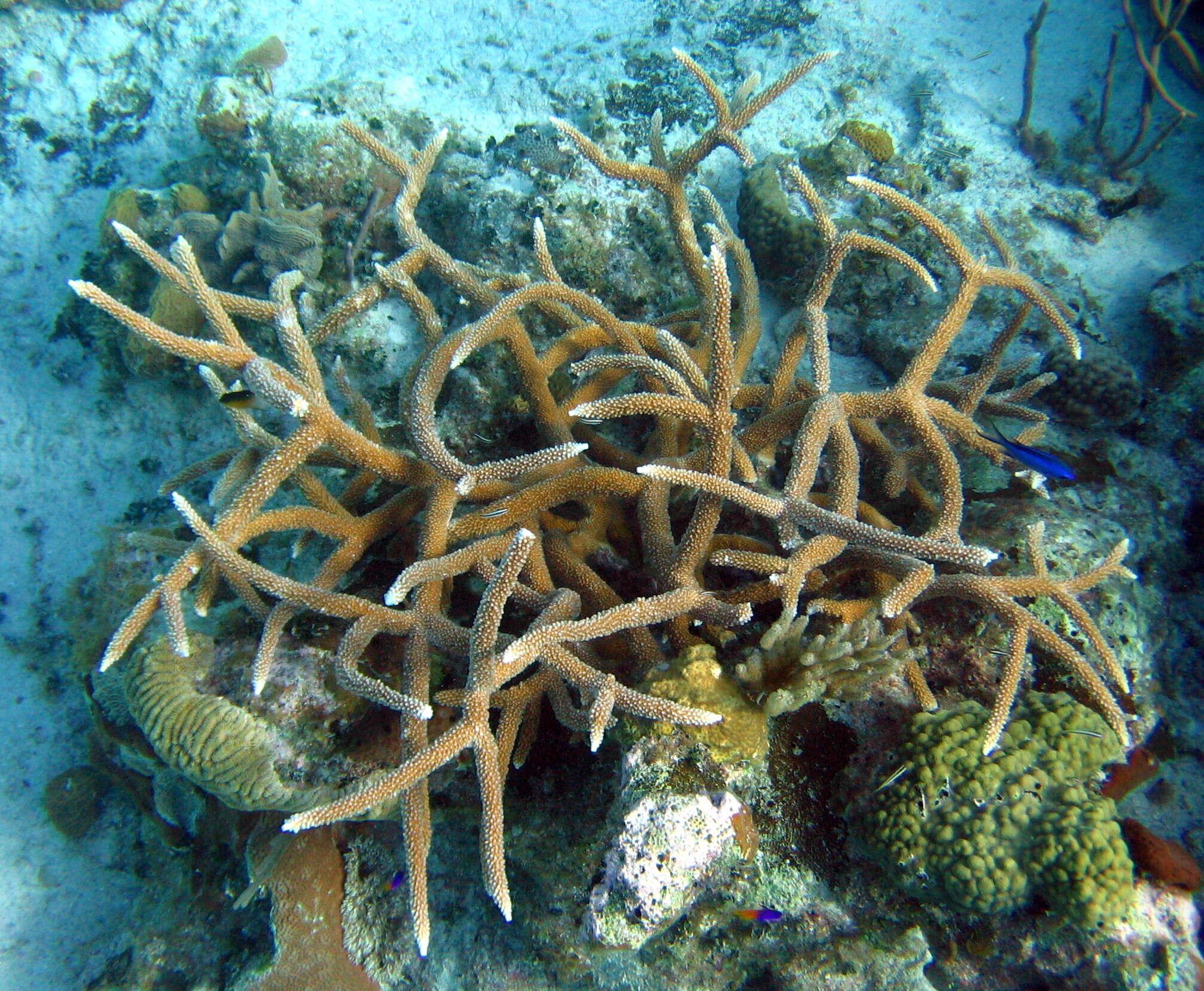 Image of Staghorn Coral