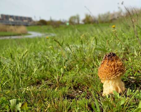 Image of Morchella steppicola Zerova 1941