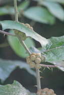 Image de Solanum stramonifolium Jacq.