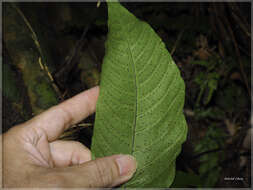 Image of Tectaria polymorpha (Wall. ex Hook.) Copel.