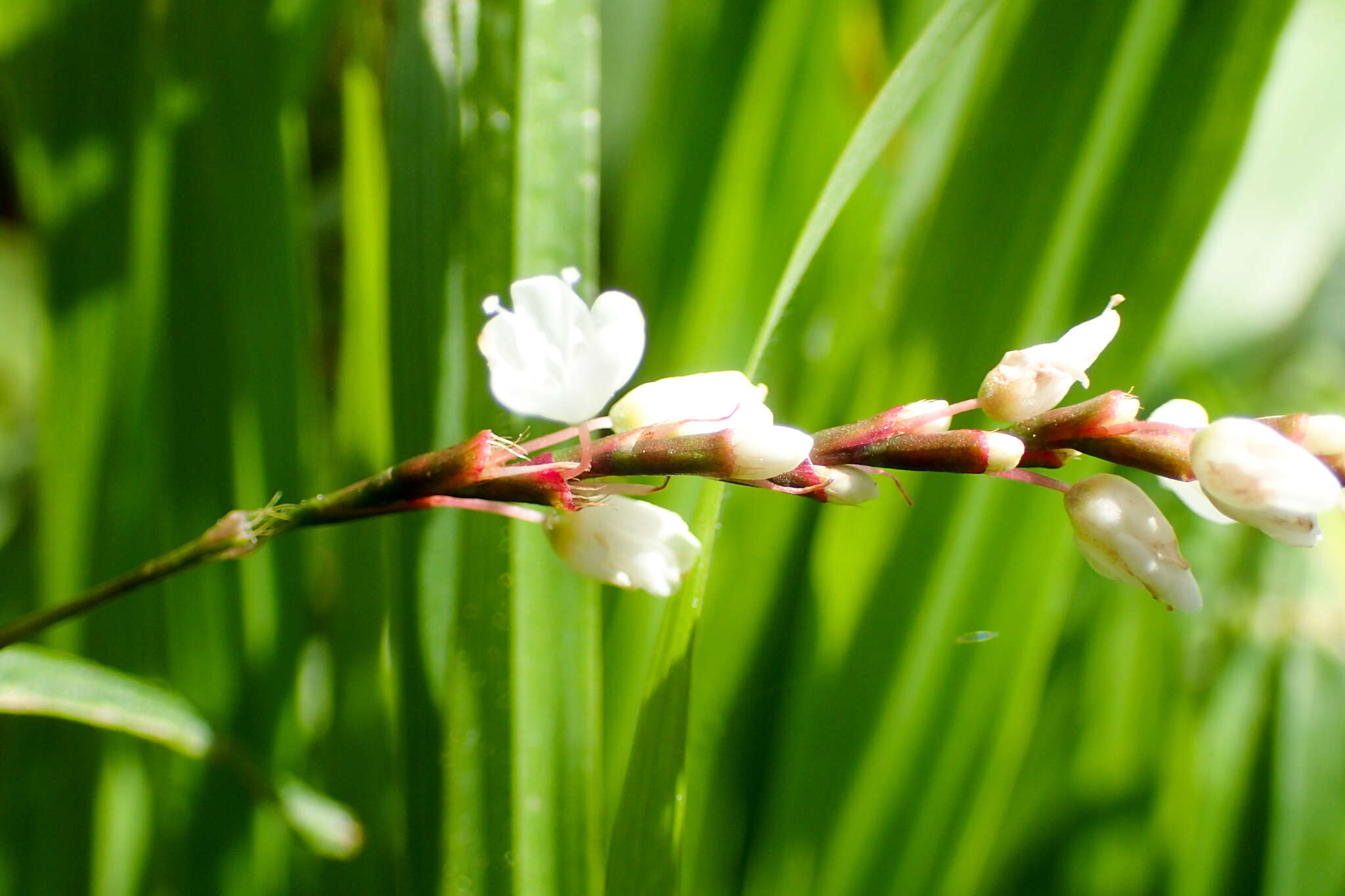 Image of Oriental Lady's-Thumb