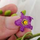 Imagem de Solanum septemlobum Bunge