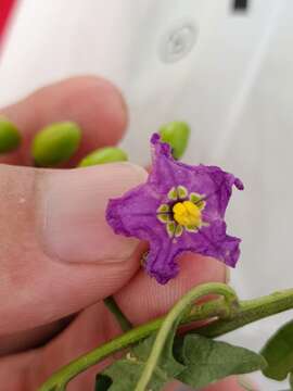 Image of Solanum septemlobum Bunge