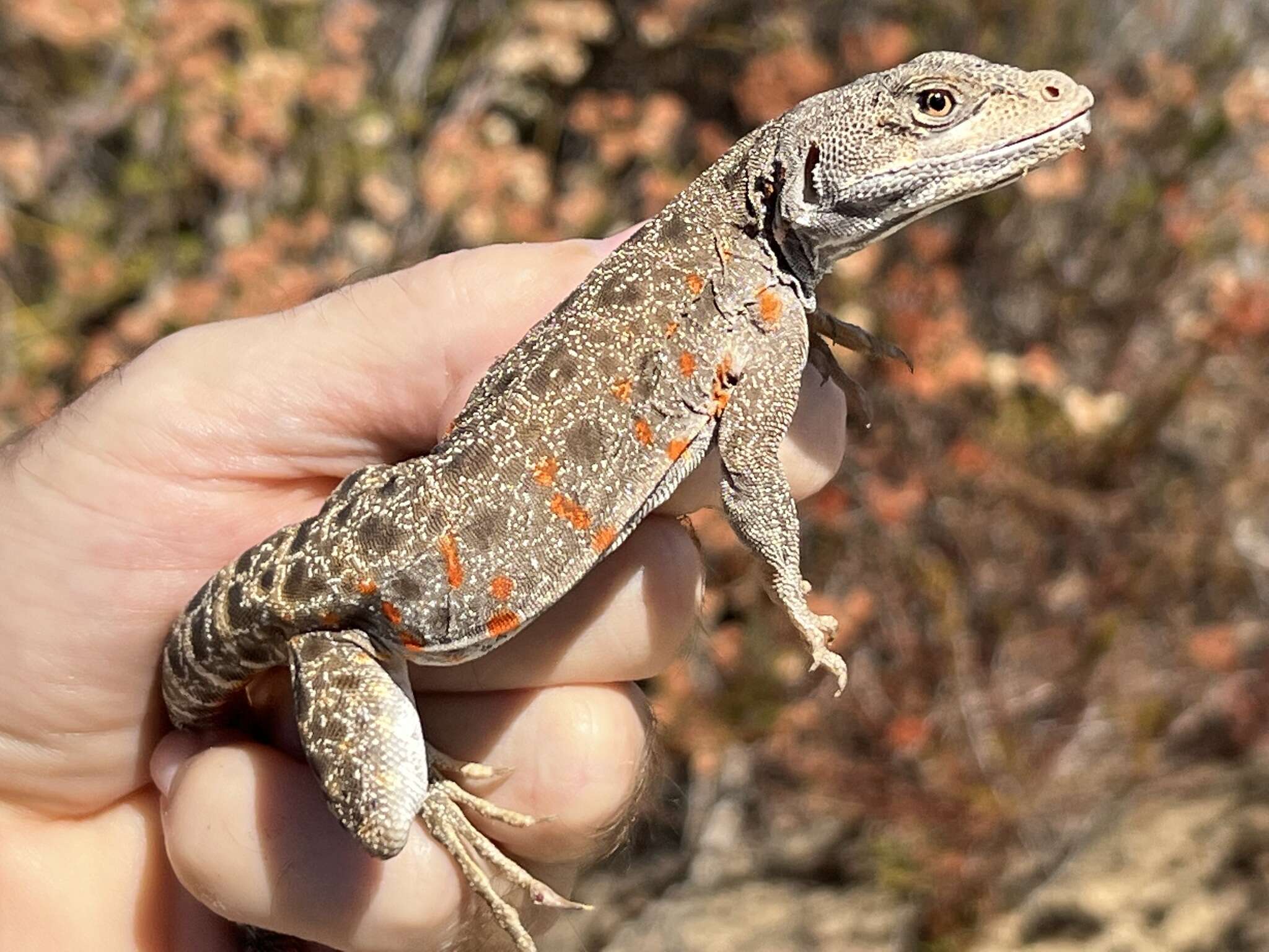 Image of Cope's leopard lizard