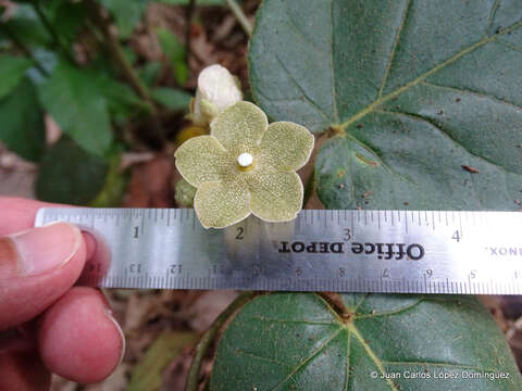 Image of Matelea velutina (Schltdl.) R. E. Woodson