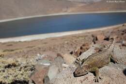 Image of Phymaturus alicahuense Nuñez, Veloso, Espejo, Veloso, Cortes & Araya 2010