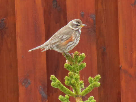 Sivun Turdus iliacus coburni Sharpe 1901 kuva