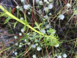 Eryngium aromaticum Baldw. resmi