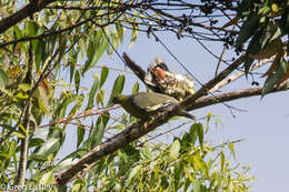 Plancia ëd Treron australis (Linnaeus 1771)