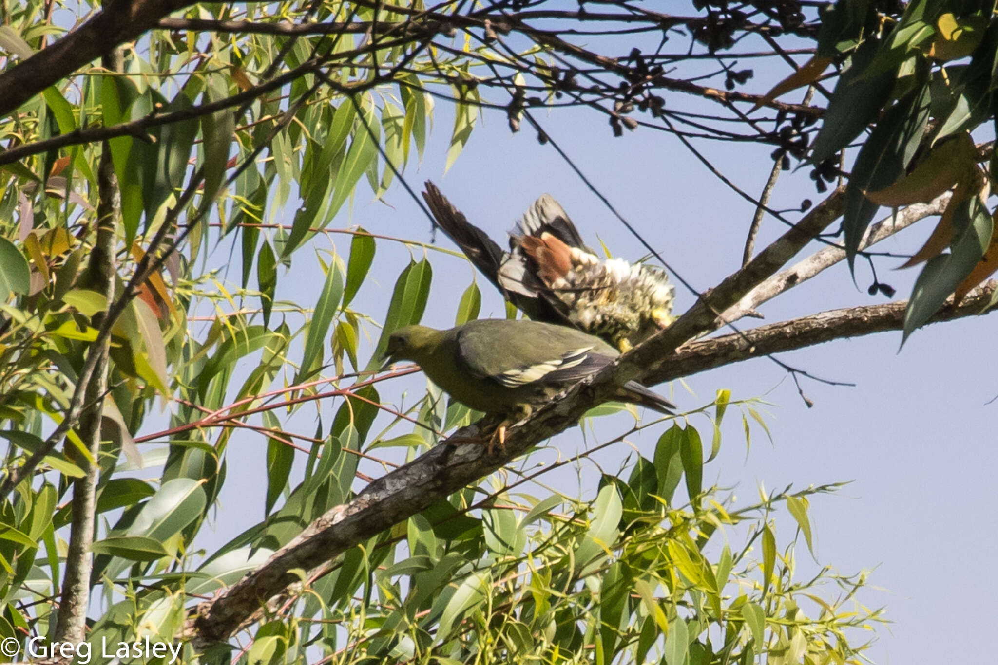 صورة Treron australis (Linnaeus 1771)