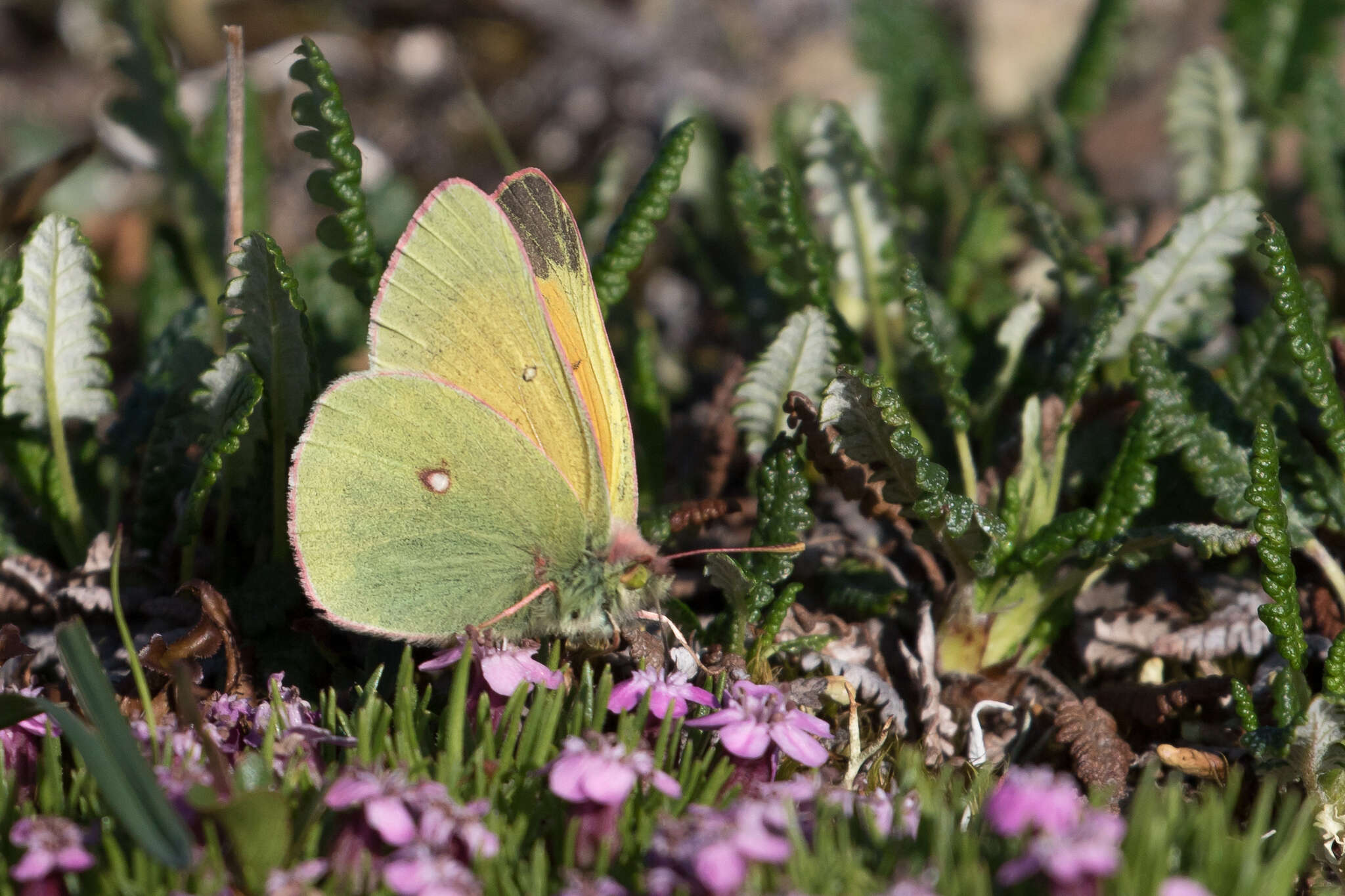 Image of Hecla Sulphur