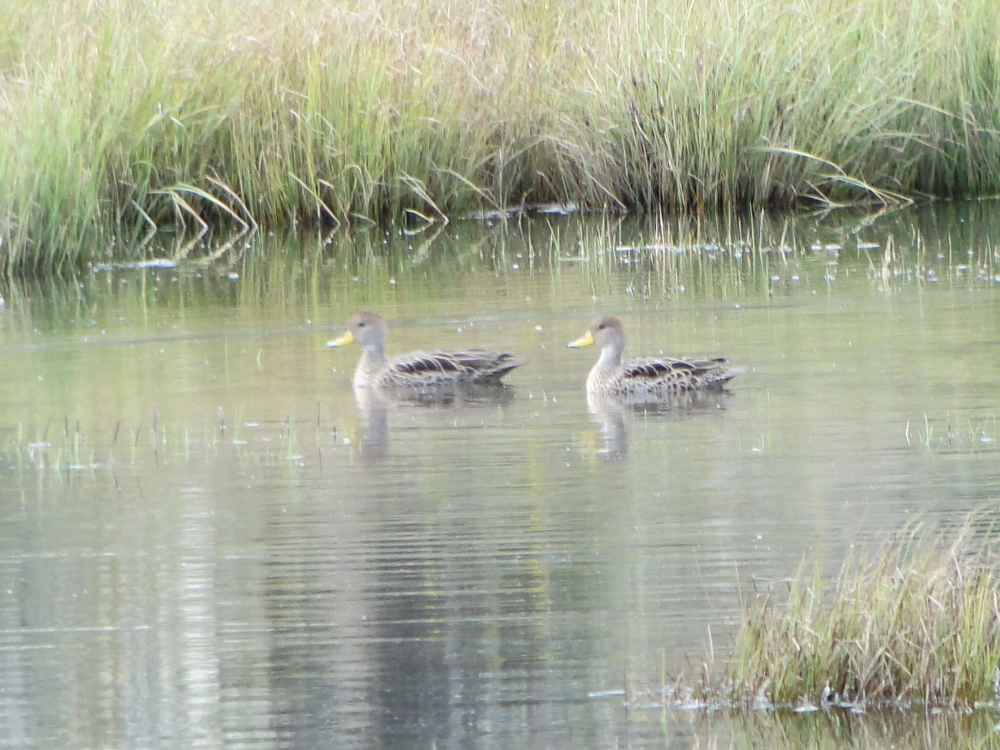 Image of Yellow-billed Pintail