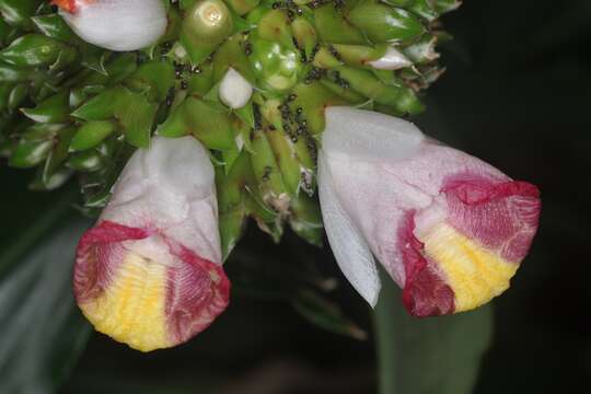 Image of Costus lucanusianus J. Braun & K. Schum.