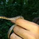 Image of Tarascan Earth Snake