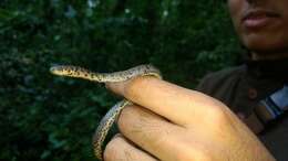 Image of Tarascan Earth Snake