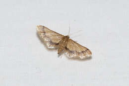 Image of Idaea trypheropa Meyrick 1889