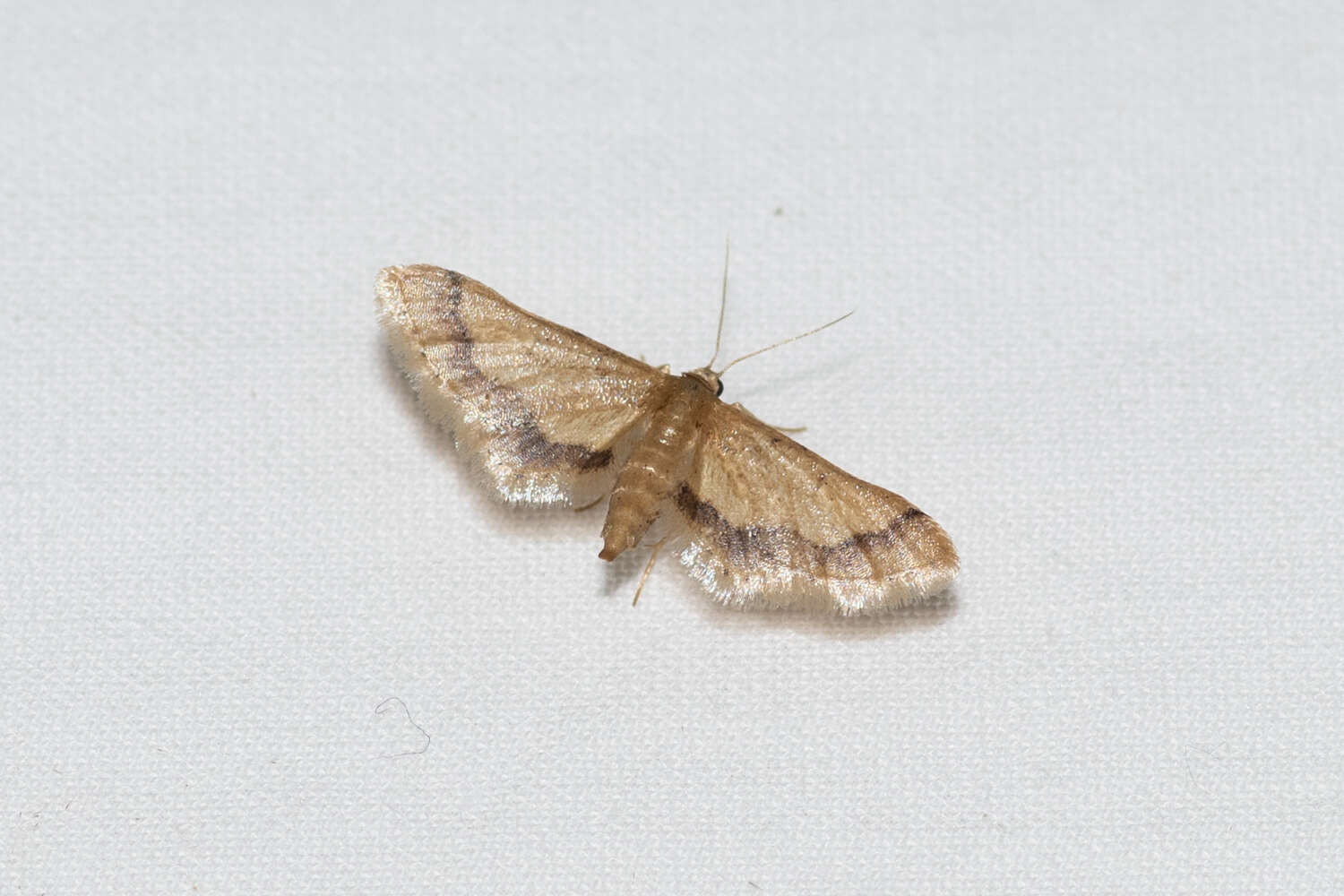 Image of Idaea trypheropa Meyrick 1889