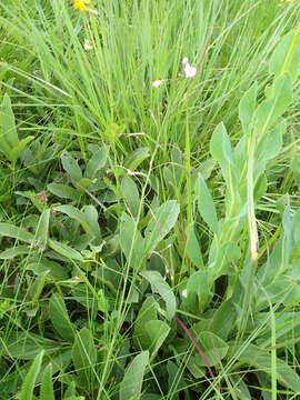 Imagem de Heliophila rigidiuscula Sond.